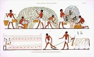 Fruit Picking by Romanticism