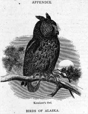 Kennicotts Owl by Romanticism