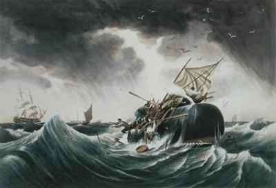 The Sperm Whale in a Flurry from The Whale Fishery by Romanticism