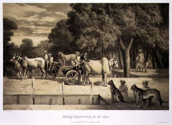 Hunting Leopards Ready for the Chase, from Voyage in India, engraved by Louis Henri de Rudder 1807-81 pub. in London, 1858 by Romanticism