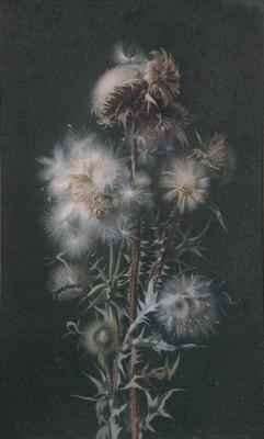 Thistledown by Romanticism