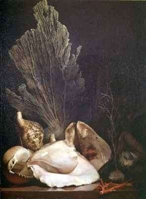 Still Life of Shells and Coral by Romanticism
