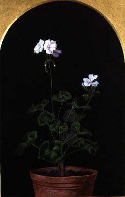 White Geranium by Romanticism