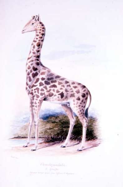Giraffe by James Edwin Edward Dawe, illustration to The Ruminantia Vol. I by Romanticism