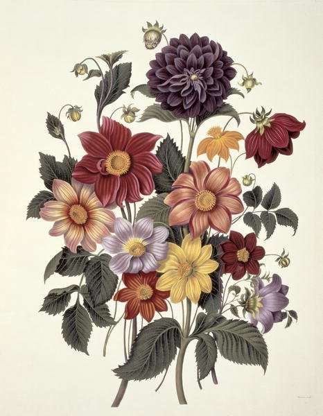 Dahlias, engraved by Weddell, plate 10 from Beauties of Flora by S. Curtis, 1820 by Romanticism