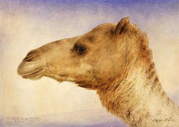 Portrait of the Artist's Dromedary, 1862 by Romanticism