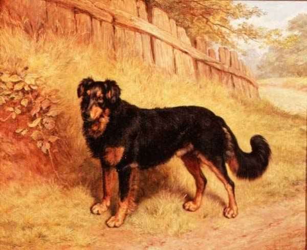 Border Collie, 1894 by Romanticism
