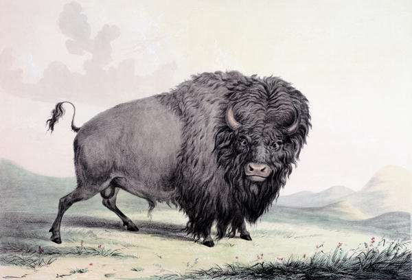 A Buffalo bull grazing by Romanticism