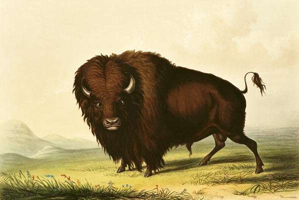 A Bison, c.1832 by Romanticism