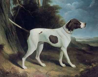 Portrait of a liver and white pointe by Romanticism