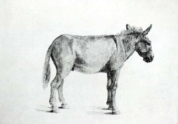 Donkey 1766 by Romanticism