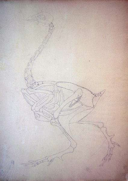 Study of a Fowl, Lateral View, from A Comparative Anatomical Exposition of the Structure of the Human Body with that of a Tiger and a Common Fowl, 1795-1806 by Romanticism