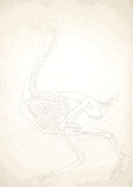 Study of a Fowl, Lateral View, from A Comparative Anatomical Exposition of the Structure of the Human Body with that of a Tiger and a Common Fowl, 1795-1806 8 by Romanticism