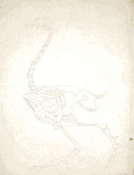 Study of a Fowl, Lateral View, from A Comparative Anatomical Exposition of the Structure of the Human Body with that of a Tiger and a Common Fowl, 1795-1806 9 by Romanticism