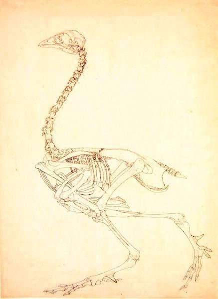 Study of a Fowl, Lateral View, from A Comparative Anatomical Exposition of the Structure of the Human Body with that of a Tiger and a Common Fowl, 1795-1806 12 by Romanticism