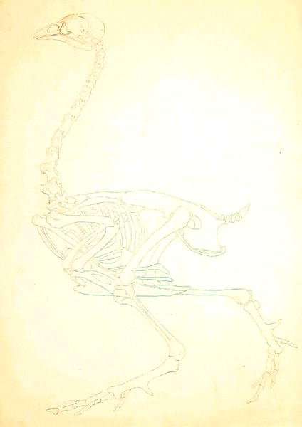 Study of a Fowl, Lateral View, from A Comparative Anatomical Exposition of the Structure of the Human Body with that of a Tiger and a Common Fowl, 1795-1806 13 by Romanticism