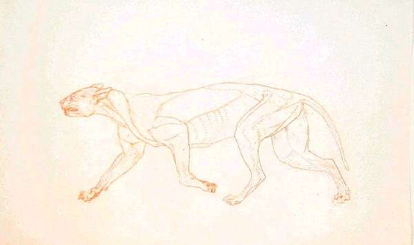 Study of a Tiger, Lateral View, from A Comparative Anatomical Exposition of the Structure of the Human Body with that of a Tiger and a Common Fowl, 1795-1806 3 by Romanticism