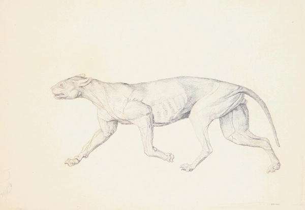 Study of a Tiger, Lateral View, from A Comparative Anatomical Exposition of the Structure of the Human Body with that of a Tiger and a Common Fowl, 1795-1806 5 by Romanticism