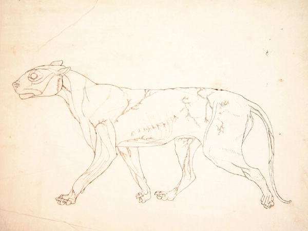 Study of a Tiger, Lateral View, from A Comparative Anatomical Exposition of the Structure of the Human Body with that of a Tiger and a Common Fowl, 1795-1806 10 by Romanticism