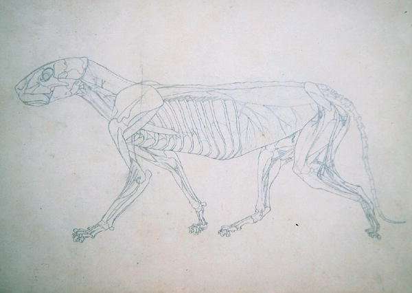 Study of a Tiger, Lateral View, from A Comparative Anatomical Exposition of the Structure of the Human Body with that of a Tiger and a Common Fowl, 1795-1806 13 by Romanticism