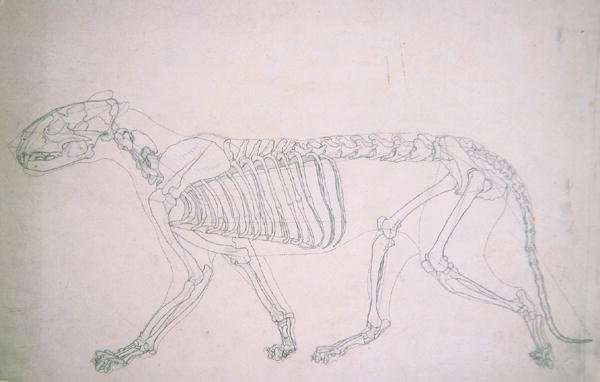 Study of a Tiger, Lateral View, from A Comparative Anatomical Exposition of the Structure of the Human Body with that of a Tiger and a Common Fowl, 1795-1806 17 by Romanticism
