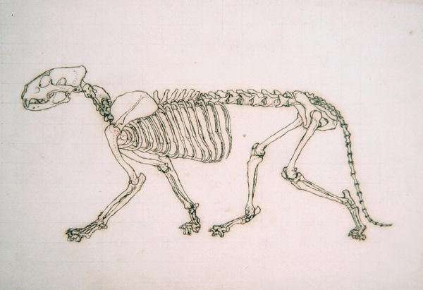 Study of a Tiger, Lateral View, from A Comparative Anatomical Exposition of the Structure of the Human Body with that of a Tiger and a Common Fowl, 1795-1806 19 by Romanticism