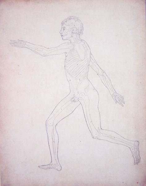 Study of the Human Figure, Lateral View, from A Comparative Anatomical Exposition of the Structure of the Human Body with that of a Tiger and a Common Fowl, 1795-1806 3 by Romanticism