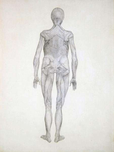 Study of the Human Figure, Posterior View, with skin and underlying fascial tissues removed, from A Comparative Anatomical Exposition of the Structure of the Human Body with that of a Tiger and a Common Fowl, 1795-1806 by Romanticism