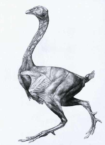 Study of a Fowl, Lateral View, with skin and underlying fascial layers removed, from A Comparative Anatomical Exposition of the Structure of the Human Body with that of a Tiger and a Common Fowl, 1795-1806 by Romanticism