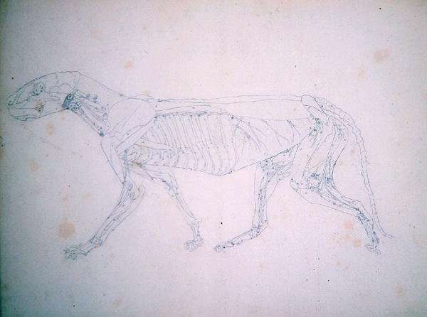 Study of a Tiger, Lateral View, from A Comparative Anatomical Exposition of the Structure of the Human Body with that of a Tiger and a Common Fowl, c.1795-1806 by Romanticism