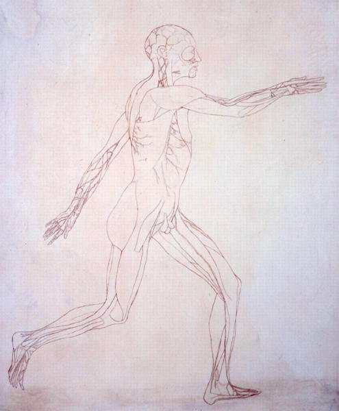 Study of the Human Figure, Lateral View, from A Comparative Anatomical Exposition of the Structure of the Human Body with that of a Tiger and a Common Fowl, c.1795-1806 by Romanticism