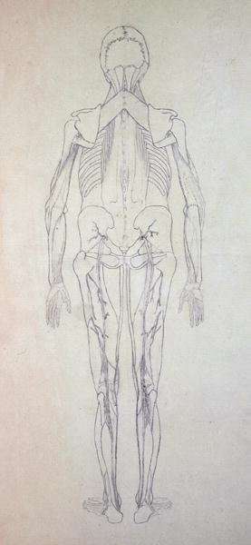 Study of the Human Figure, Posterior View, from A Comparative Anatomical Exposition of the Structure of the Human Body with that of a Tiger and a Common Fowl, c.1795-1806 5 by Romanticism