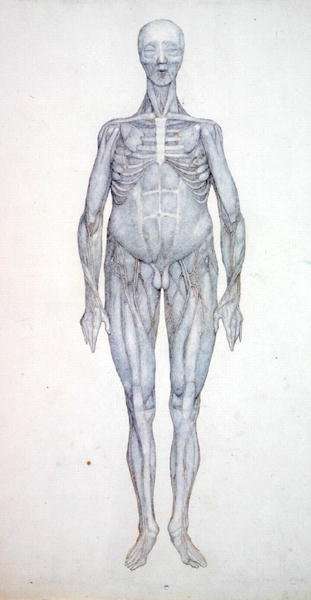 Study of the Human Figure, Anterior View, from A Comparative Anatomical Exposition of the Structure of the Human Body with that of a Tiger and a Common Fowl, c.1795-1806 5 by Romanticism