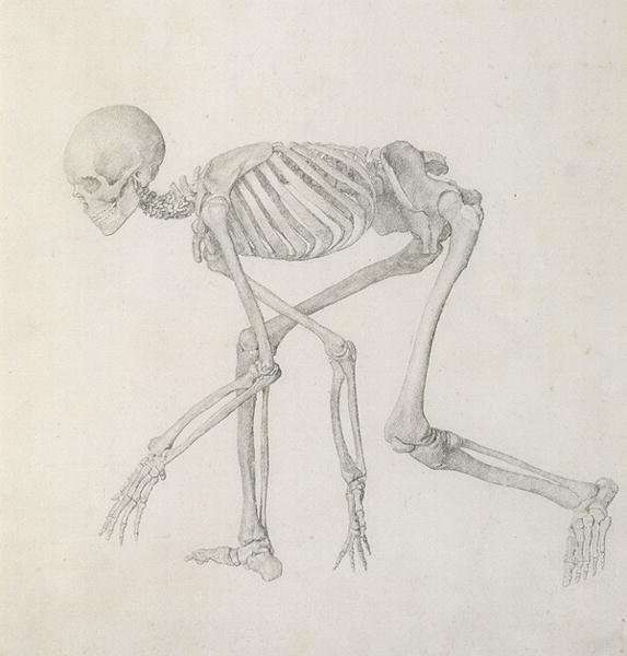 Human Skeleton Lateral view in Crouching Posture, from the series A Comparative Anatomical Exposition of the Structure of the Human Body with that of a Tiger and a Common Fowl by Romanticism