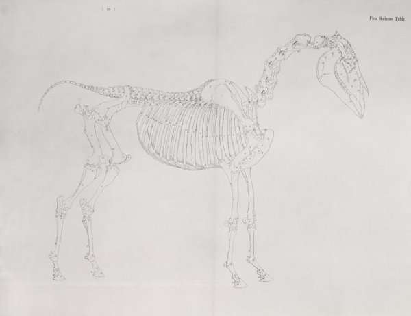 First Skeleton Table, from The Anatomy of the Horse by Romanticism