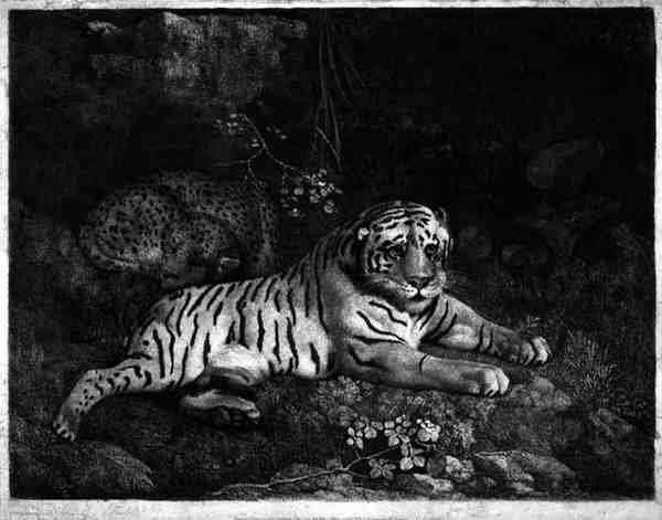 Two Tygers, engraved by the artist, pub. 1788 by Romanticism