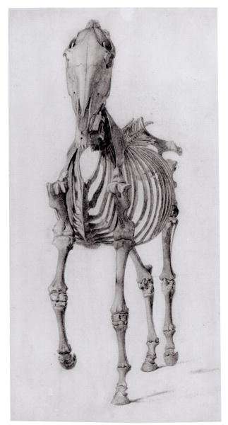 Frontal view of the skeleton of a horse, study No. 10 from The Anatomy of the Horse, 1766 by Romanticism