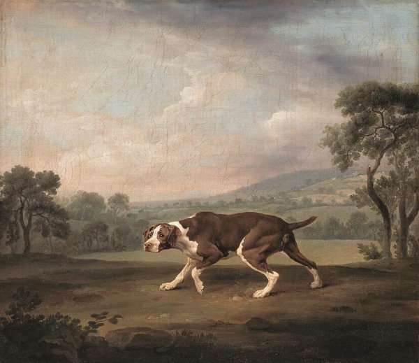 Spanish Pointer by Romanticism