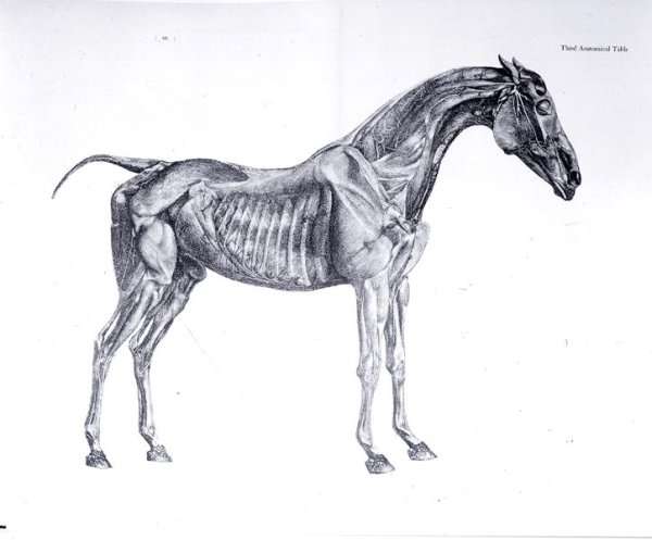 Third Anatomical Table, from The Anatomy of the Horse by Romanticism