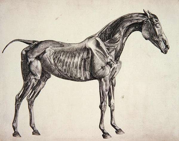 Plate from The Anatomy of the Horse, c.1766 3 by Romanticism