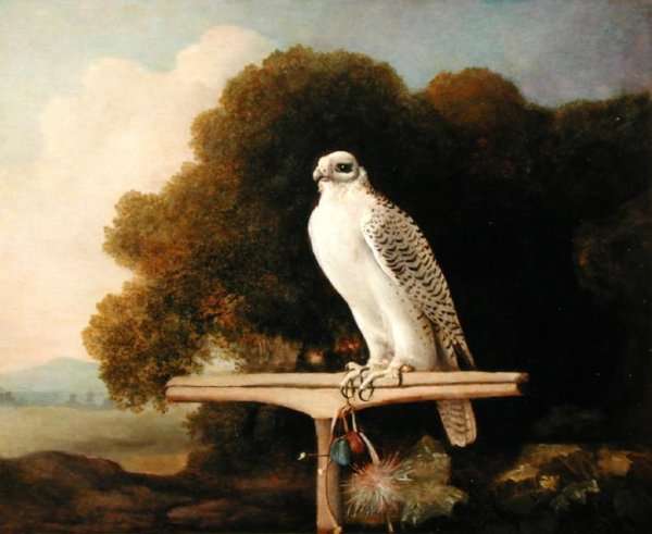 Greenland Falcon Grey Falcon, 1780 by Romanticism