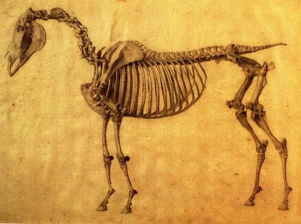 Finished Study for the First Skeletal Table of a Horse, c. 1766 by Romanticism