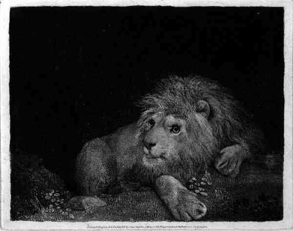 A Lion A Recumbent Lion engraved by the artist, pub. 1788 by Romanticism
