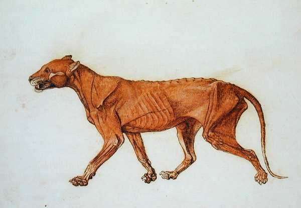 Tiger, Lateral View, Skin Removed, from A Comparative Anatomical Exposition of the Structure of the Human Body with that of a Tiger and a Common Fowl by Romanticism