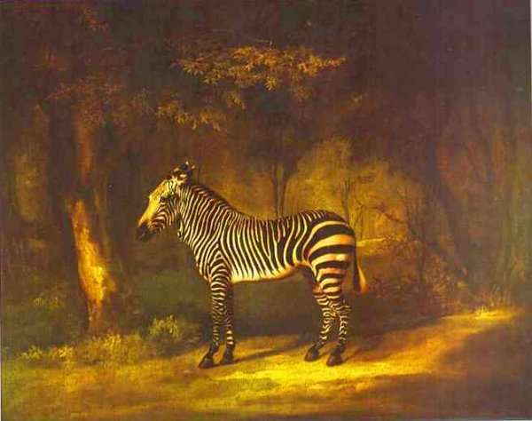 A Zebra, 1763 by Romanticism