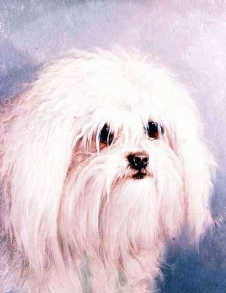 Maltese Terrier by Romanticism