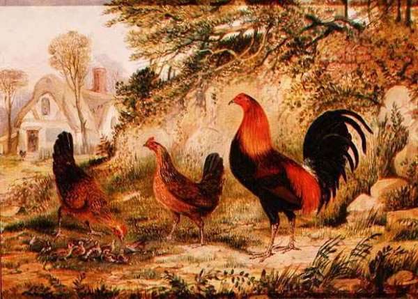 Cockerel, Hens and Chicks by Romanticism