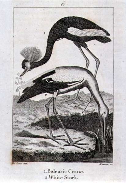 Balearic Crane and White Stork, from History of the Earth and Animated Nature, by Oliver Goldsmith, published in London, 1816 by Romanticism