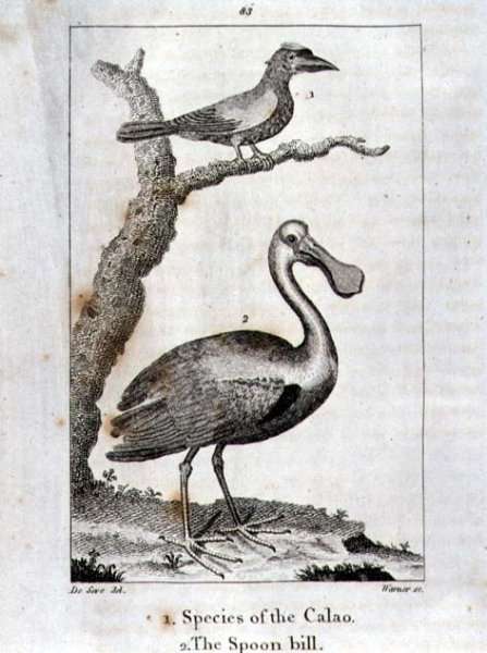 Calao and The Spoon Bill, from A History of the Earth and Animated Nature, by Oliver Goldsmith, published in London, 1816 by Romanticism