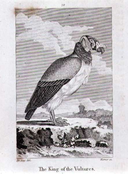 The King of The Vultures, from History of the Earth and Animated Nature, by Oliver Goldsmith, published in London, 1816 by Romanticism